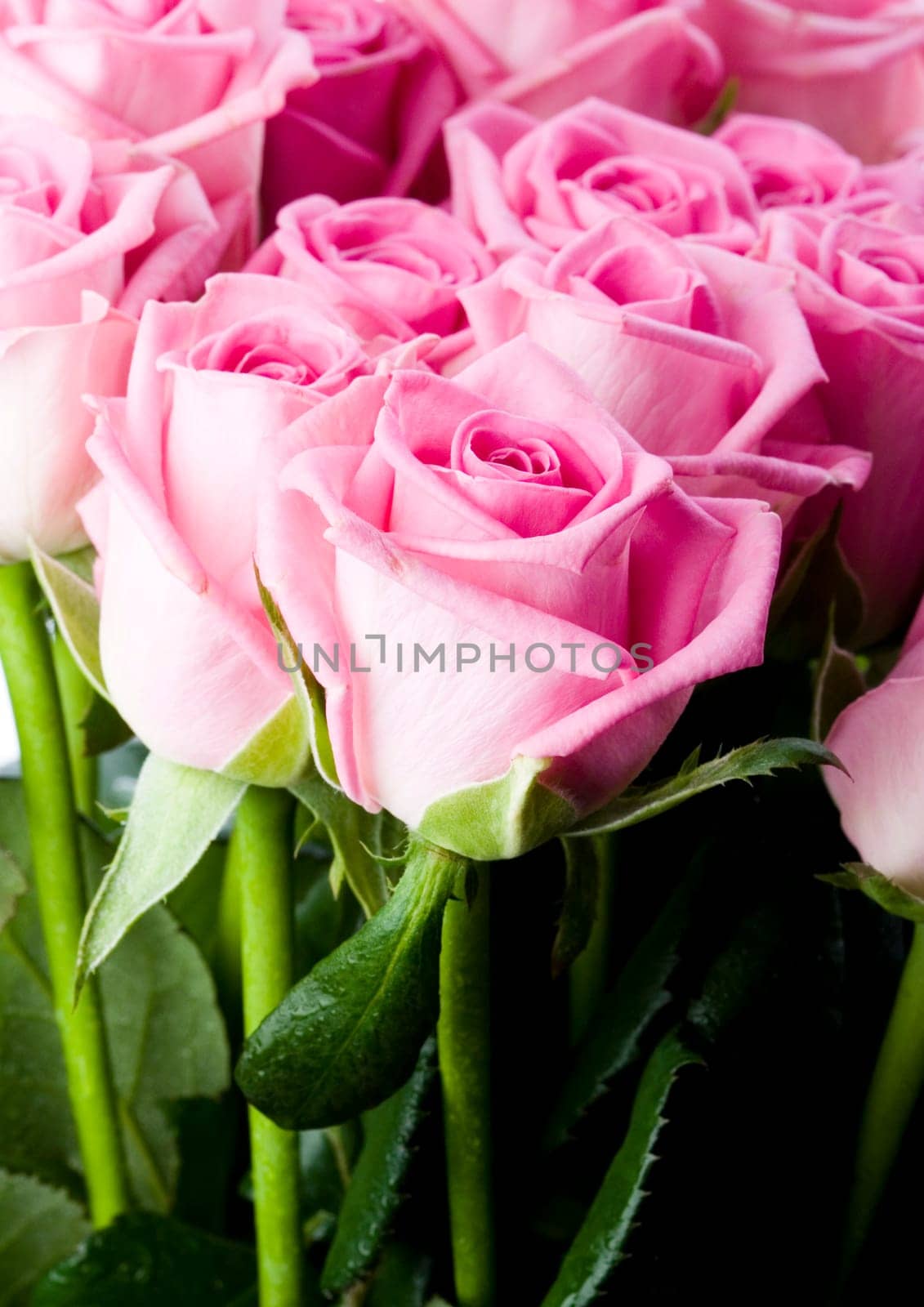 Rose (Rosa), a kind of flower which belongs to the rose-like family, includes over 200 species (according to some researchers up to a few thousands) bushes, which can be found in temperate and warm areas of the northern hemisphere.