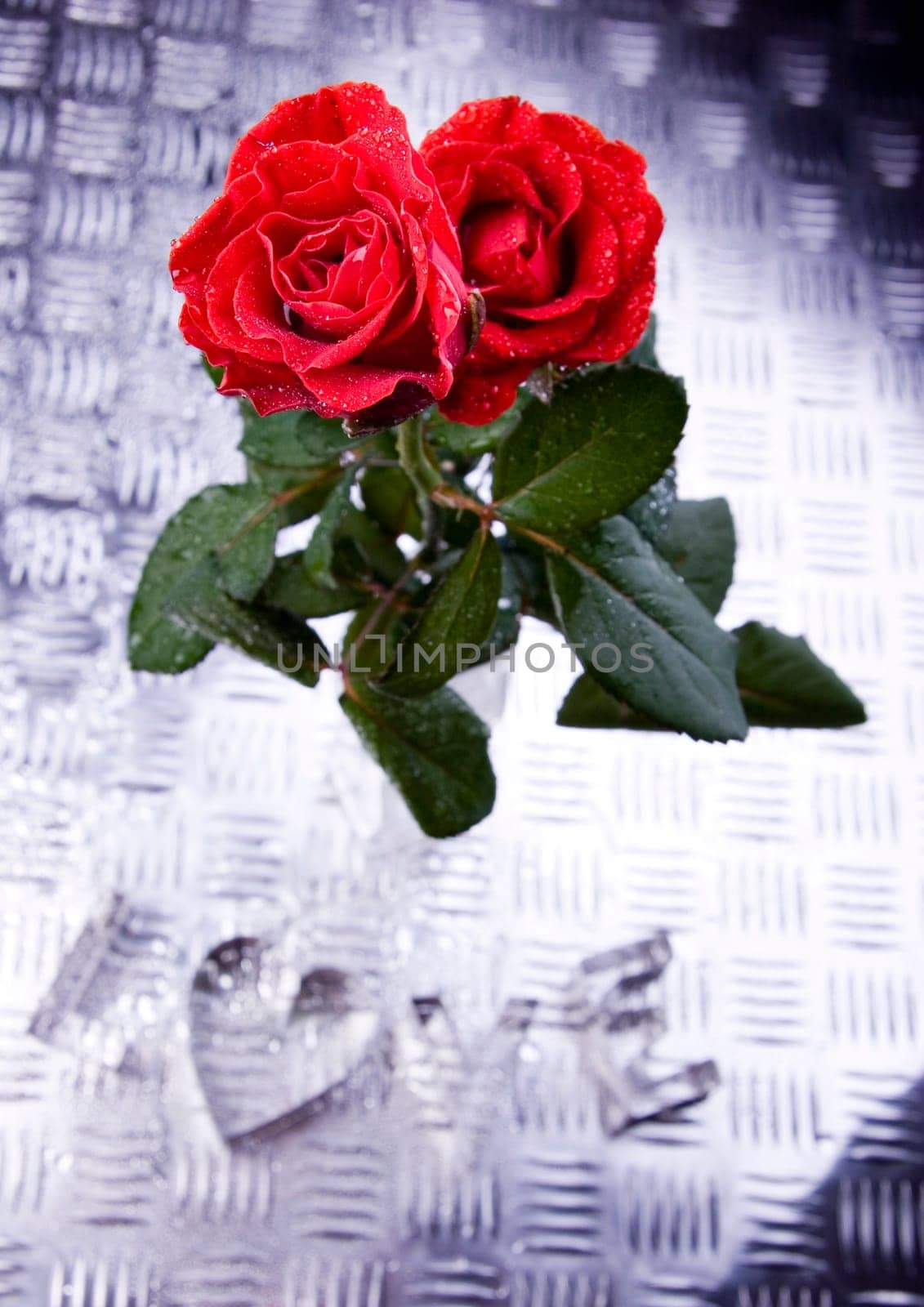 Rose (Rosa), a kind of flower which belongs to the rose-like family, includes over 200 species (according to some researchers up to a few thousands) bushes, which can be found in temperate and warm areas of the northern hemisphere.