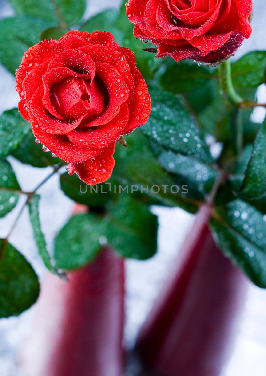 Rose (Rosa), a kind of flower which belongs to the rose-like family, includes over 200 species (according to some researchers up to a few thousands) bushes, which can be found in temperate and warm areas of the northern hemisphere.