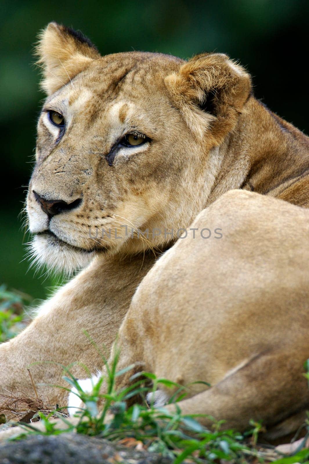 Lions