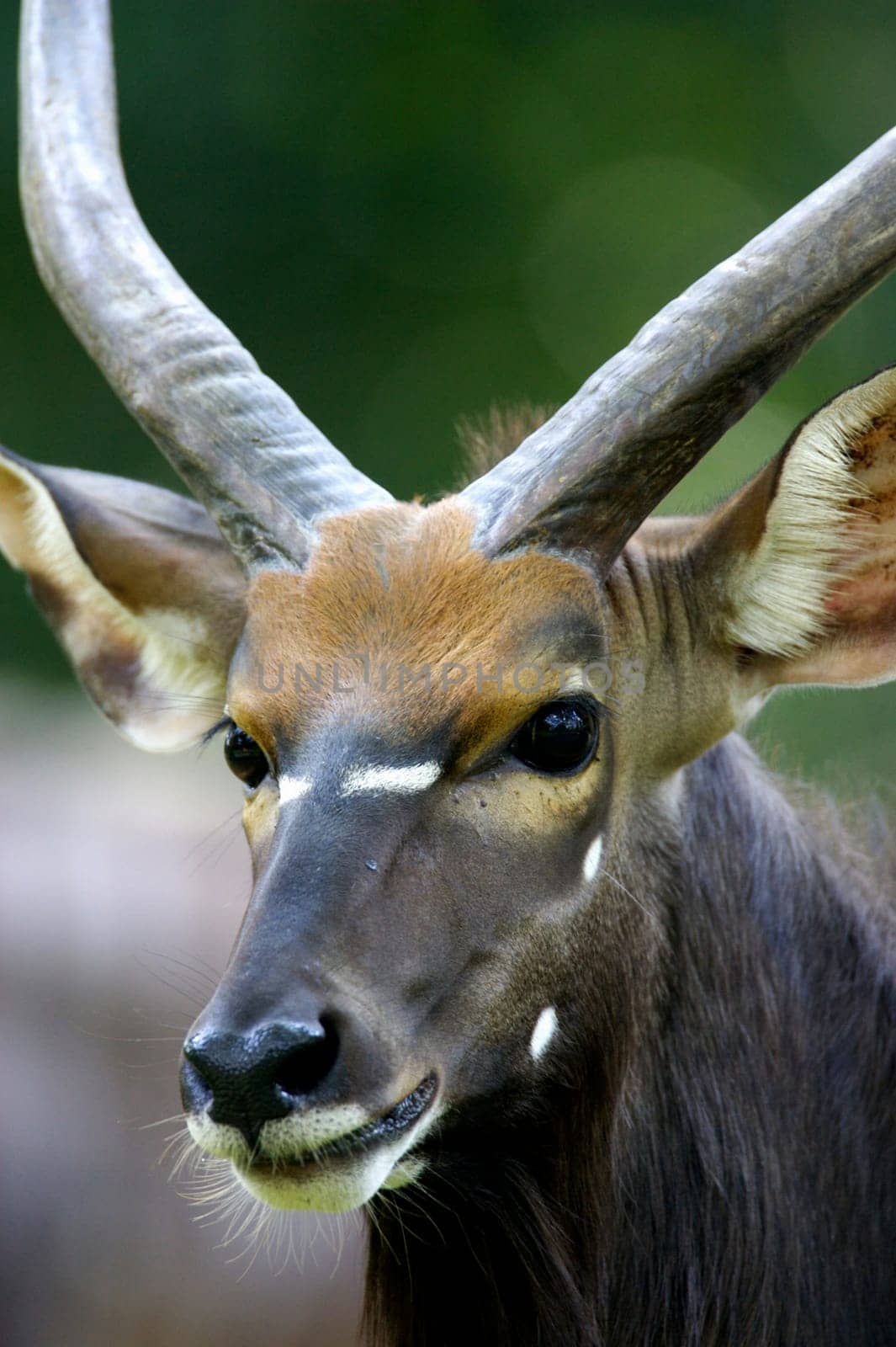 Waterbuck