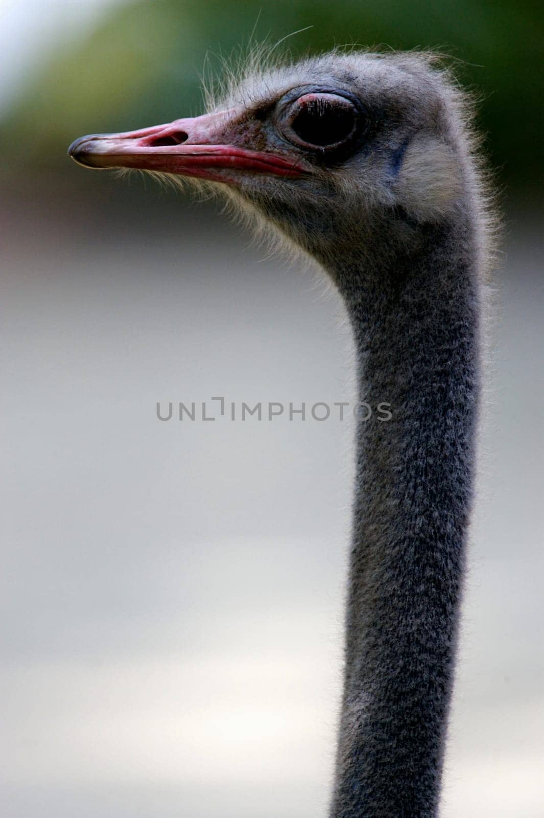 Ostrich