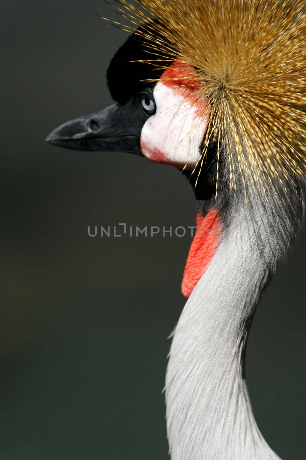 Black Crowned Crane