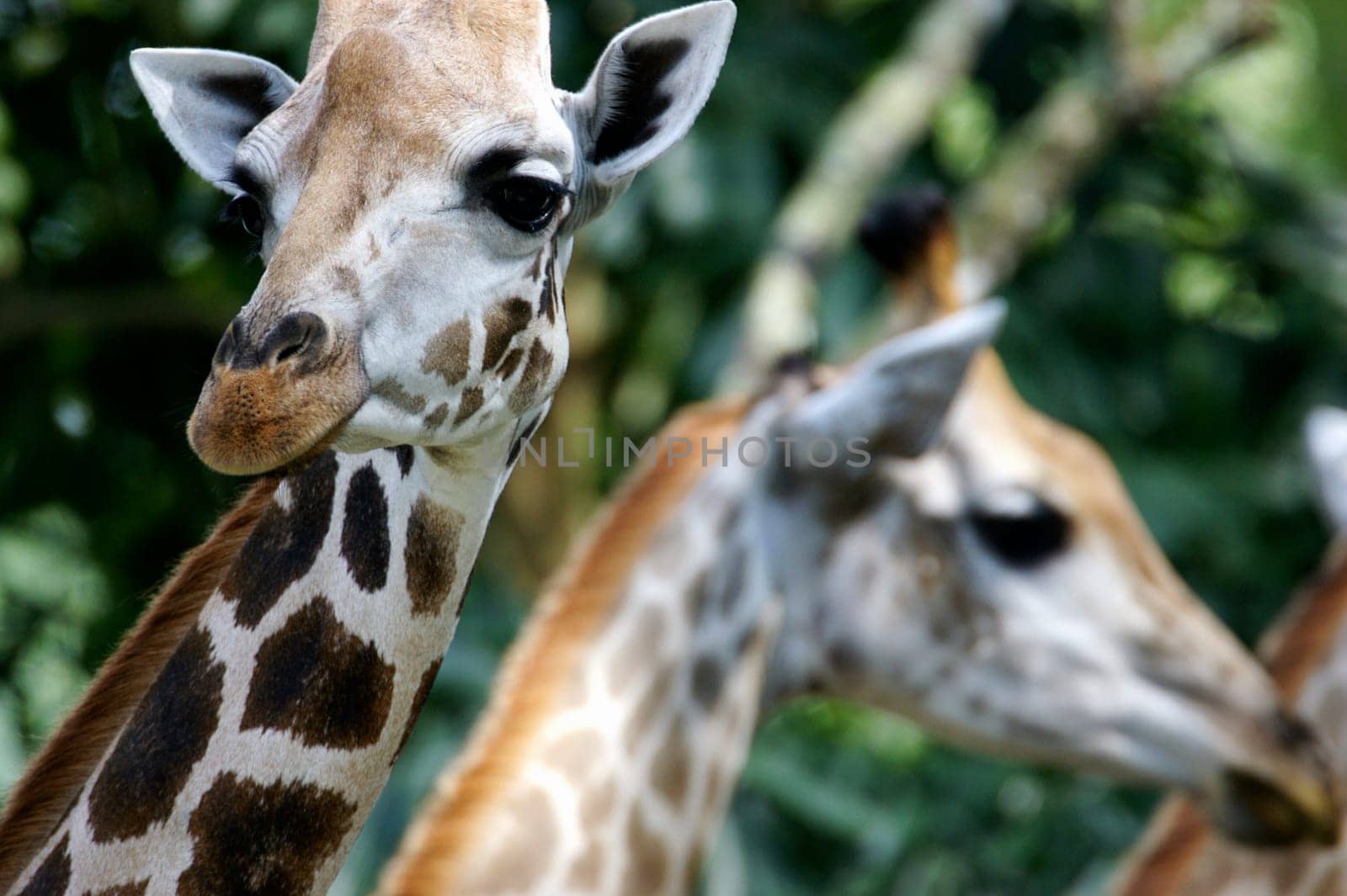 Giraffes