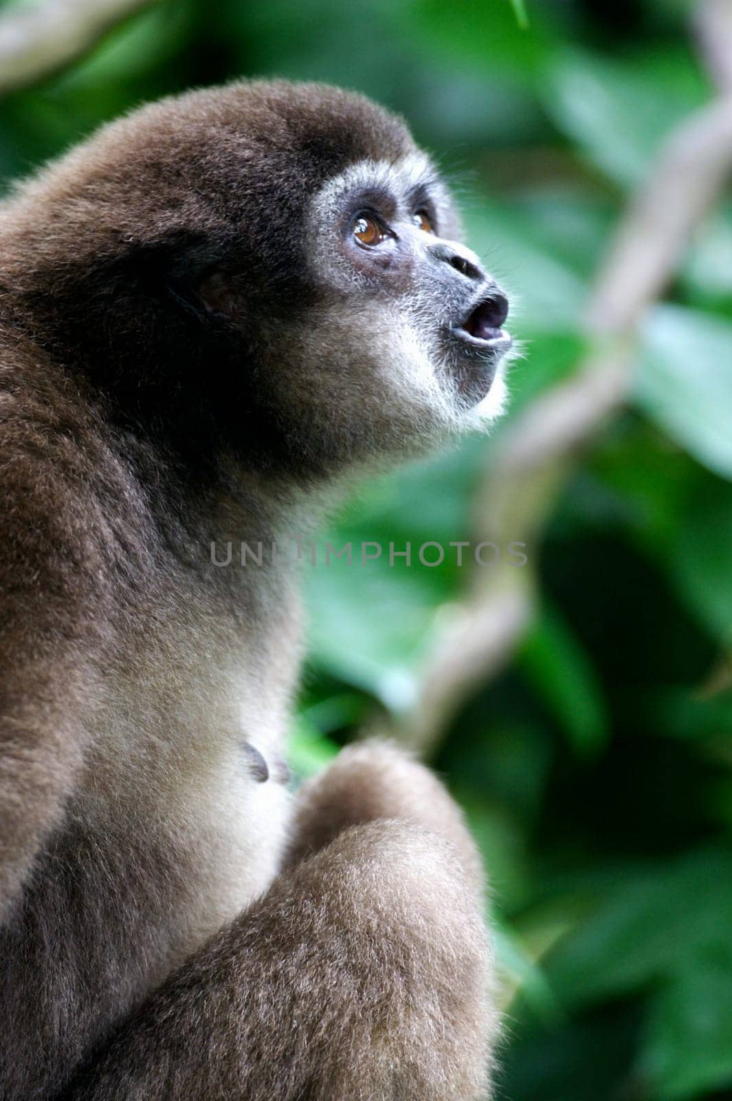 White Handed Gibbon