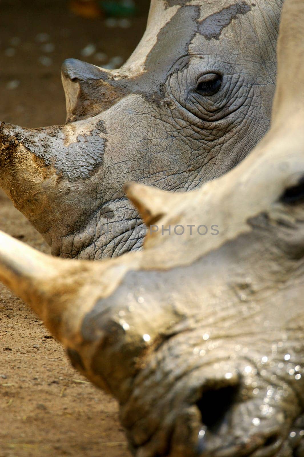 White Rhinoceros