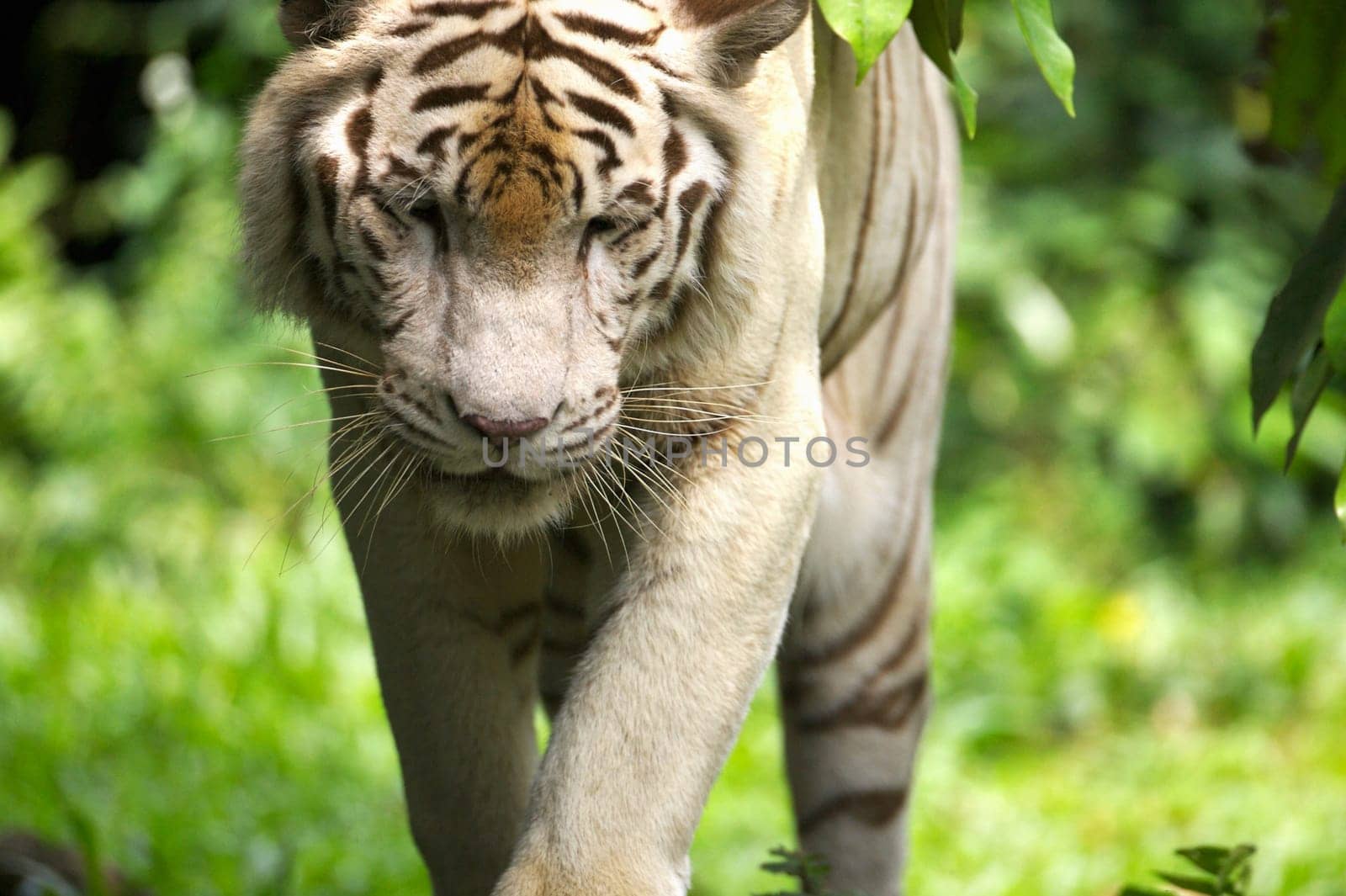 White Tiger