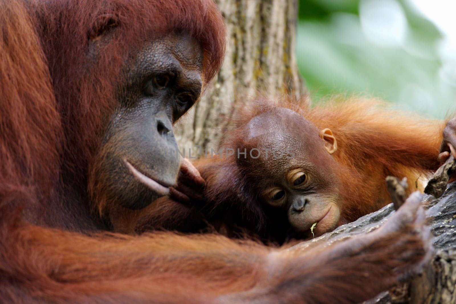 Orangutans