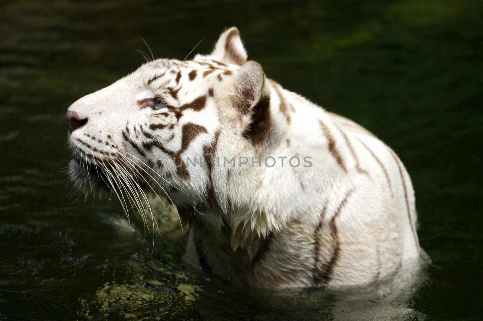 White Tigers