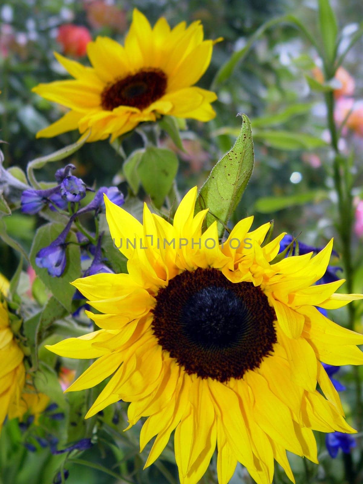 2 sunflowers in the garden