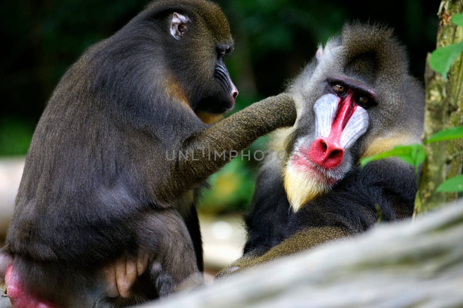 Mandrill Monkeys