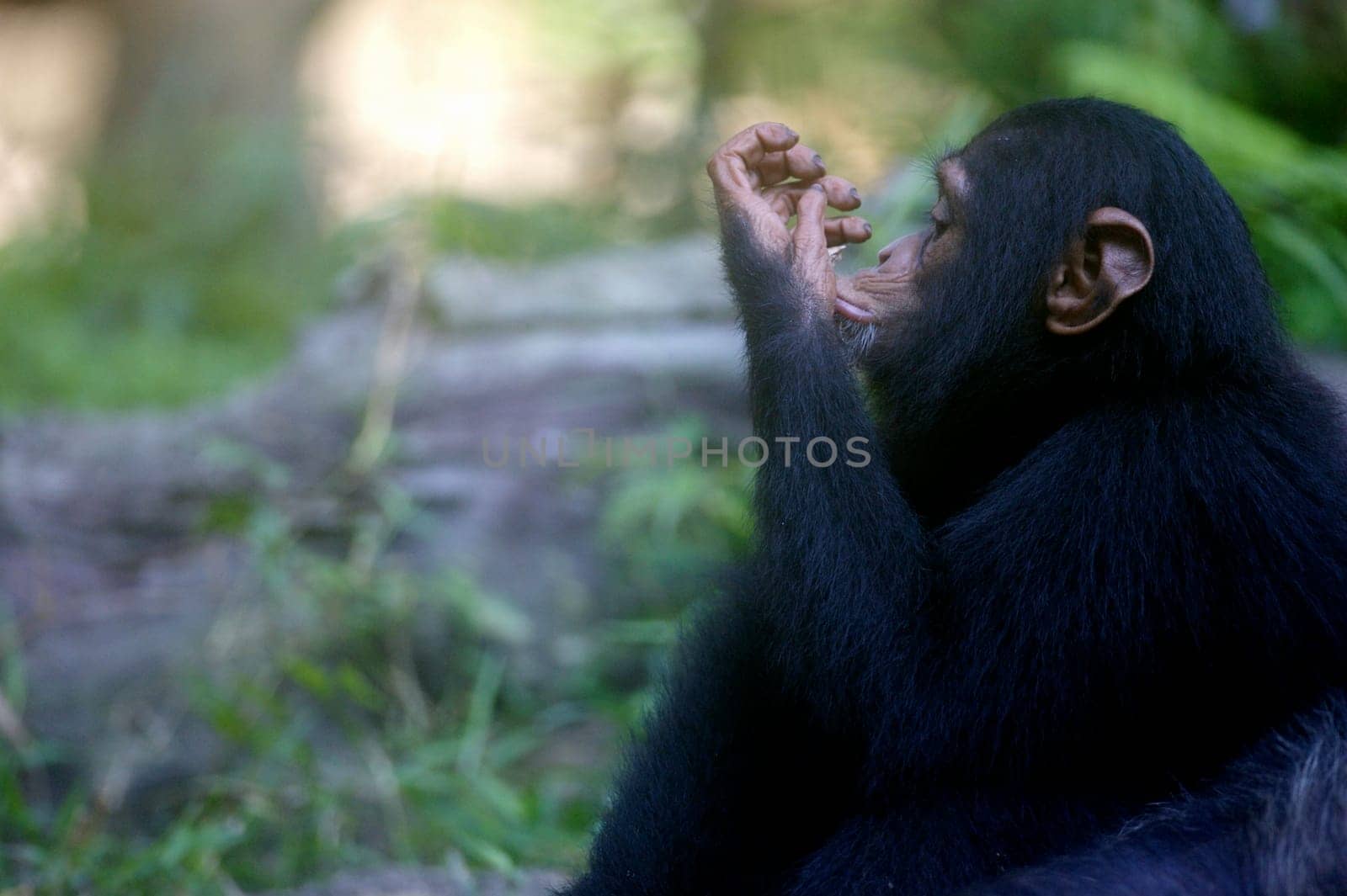 Chimpanzees