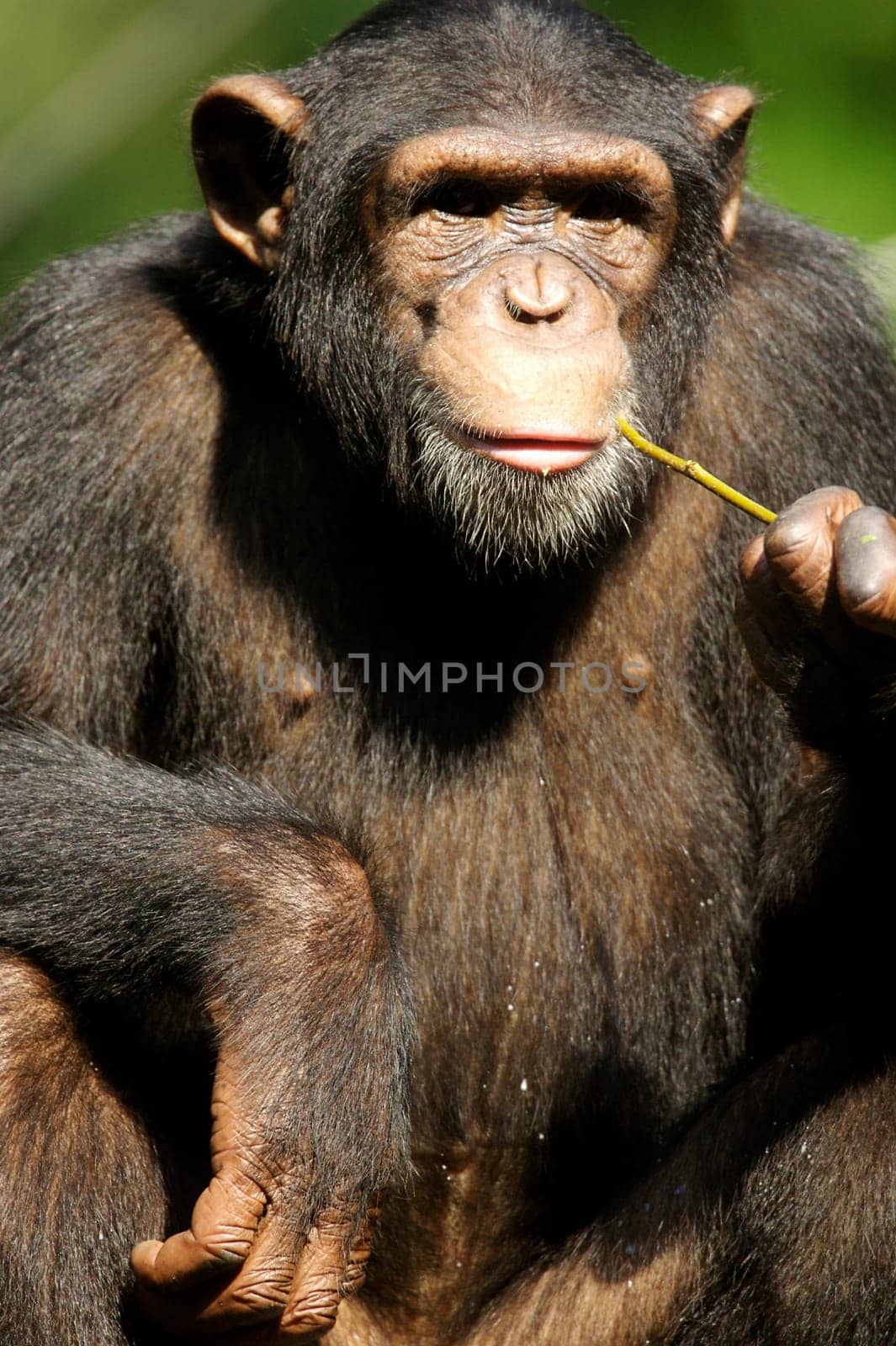 Chimpanzees