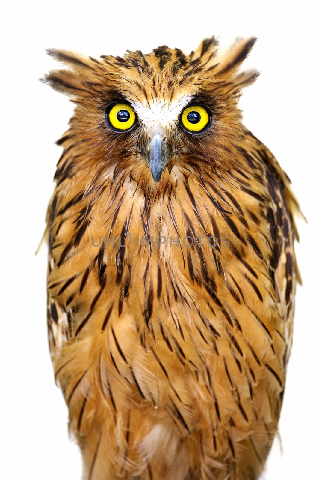 Malay Fish Owl