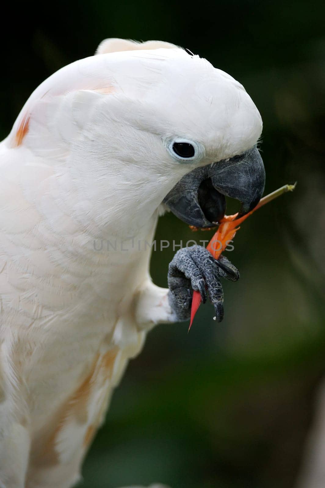 White Parrot