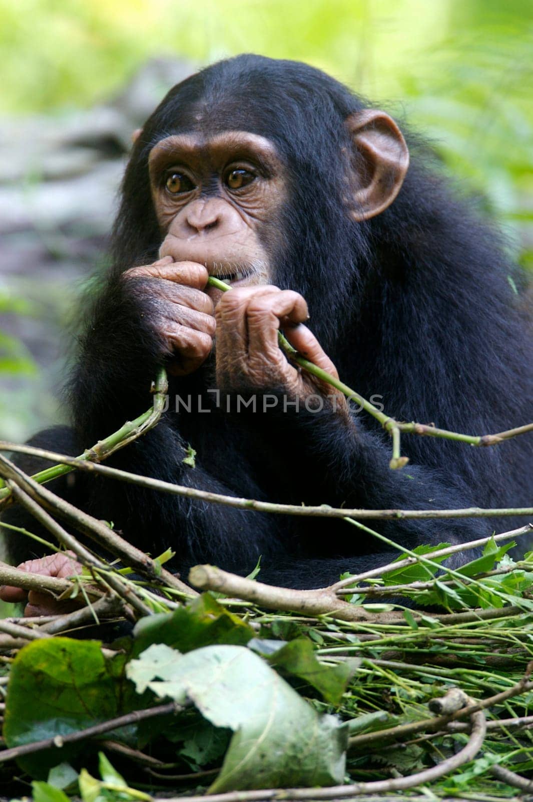 Chimpanzees