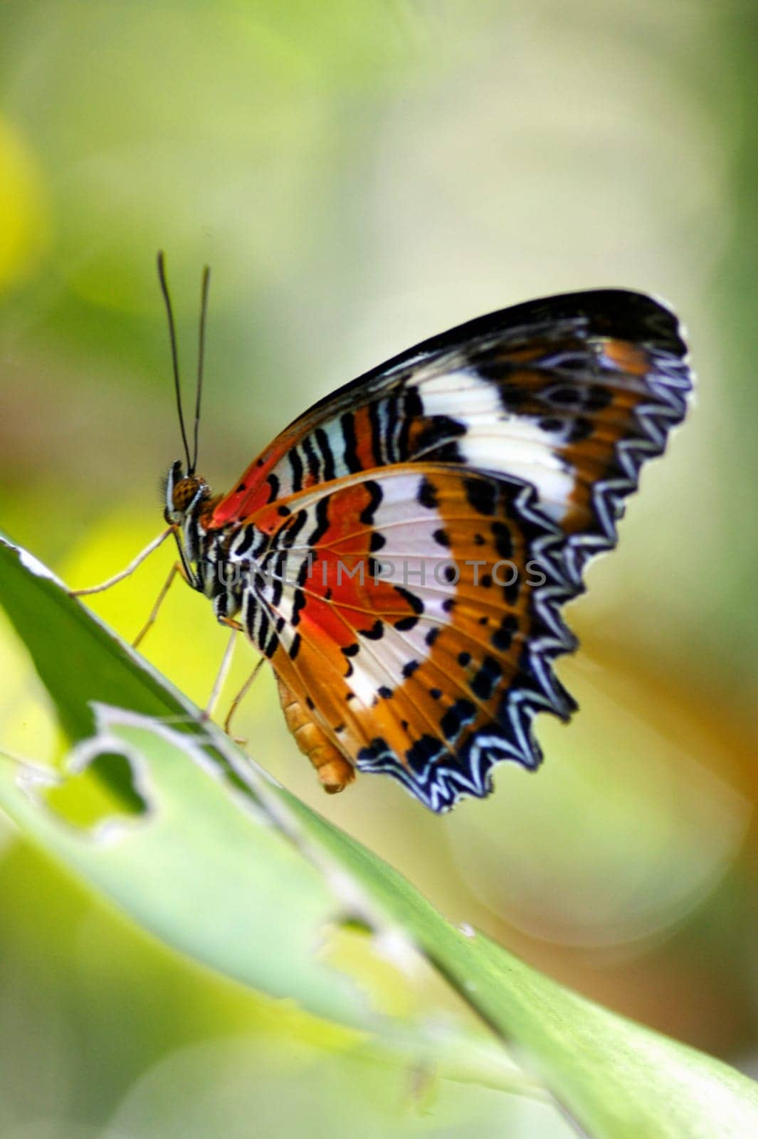 Butterflies