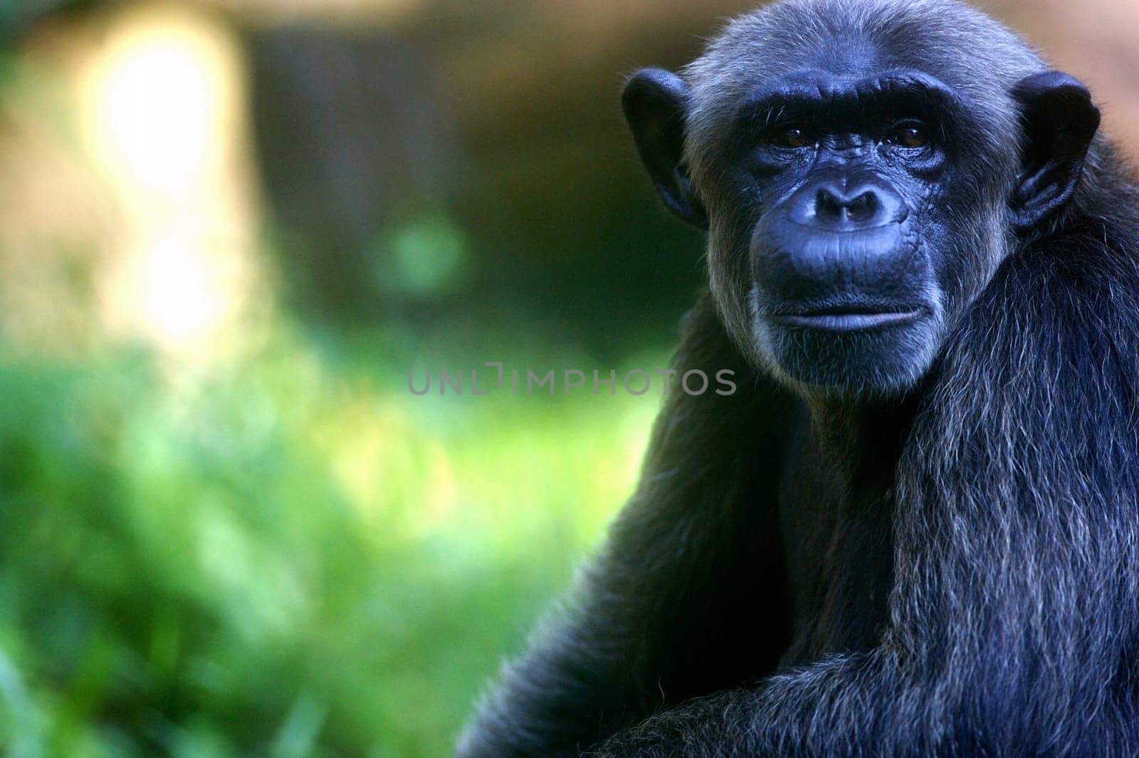 Chimpanzees