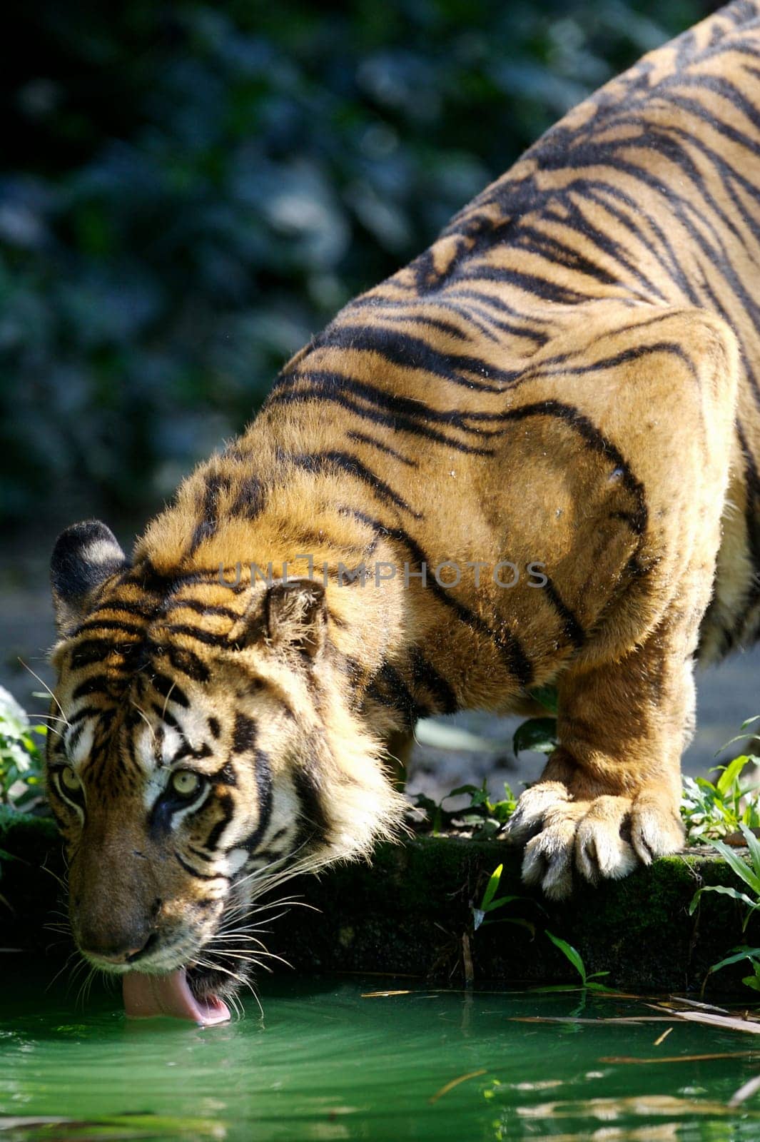 Maylaysian Tiger