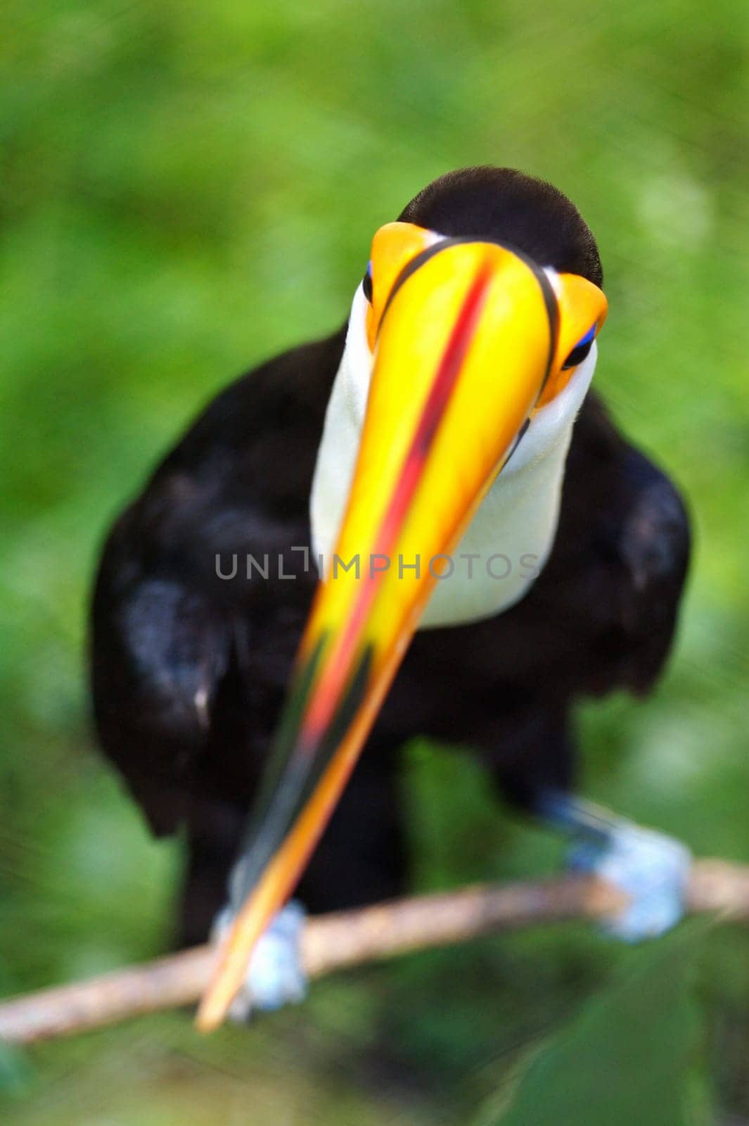 Toco Toucans