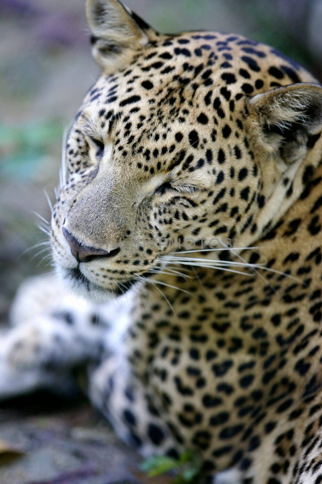 Leopard