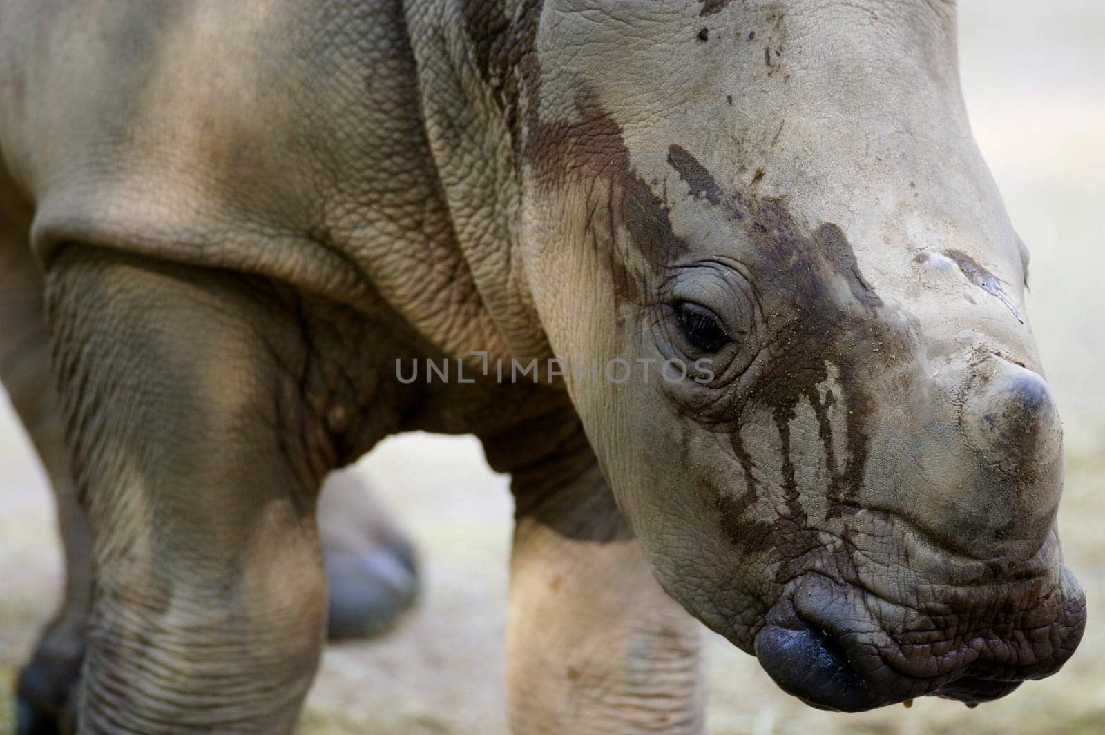 White Rhinoceros