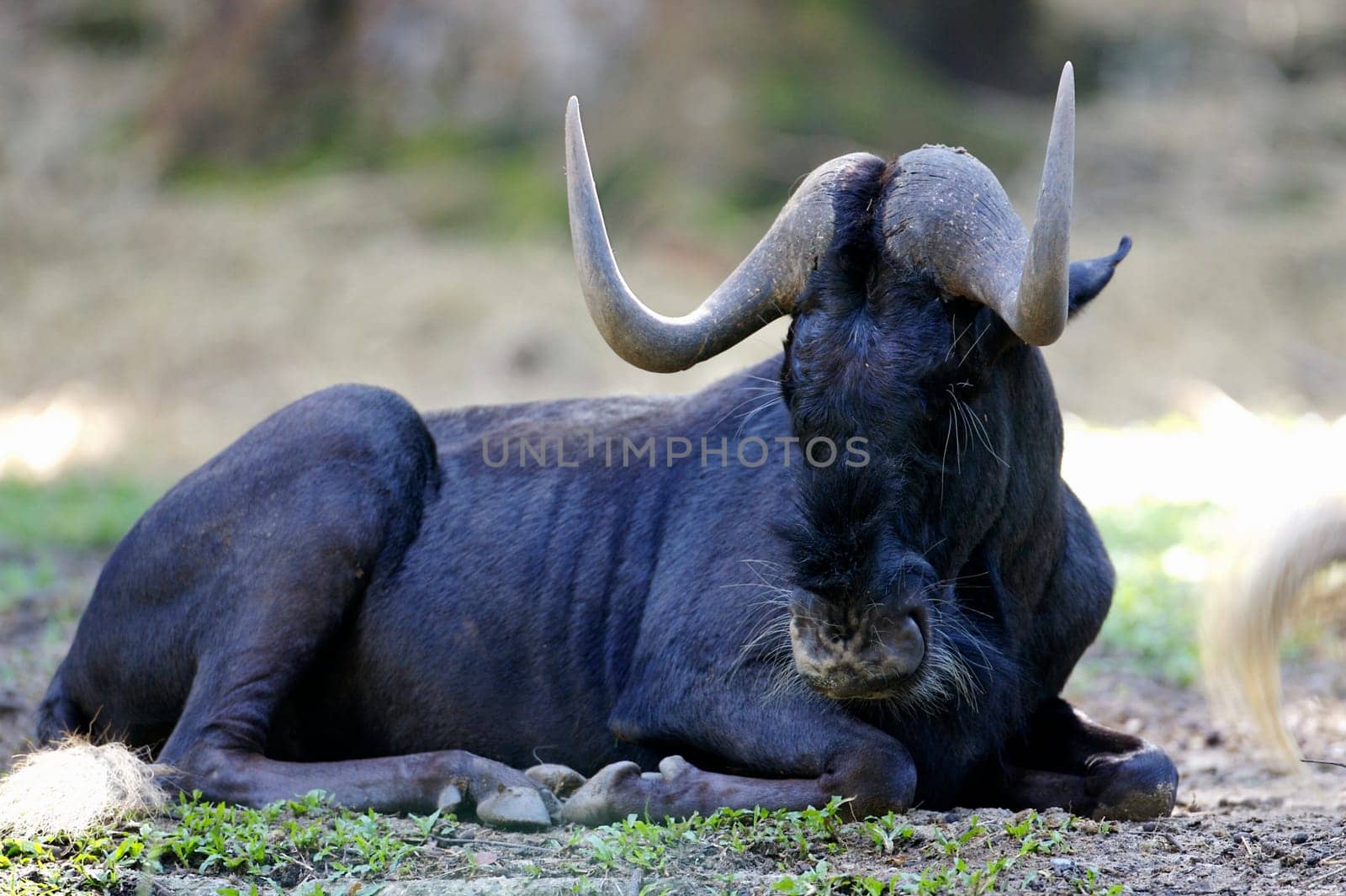 Wilderbeast
