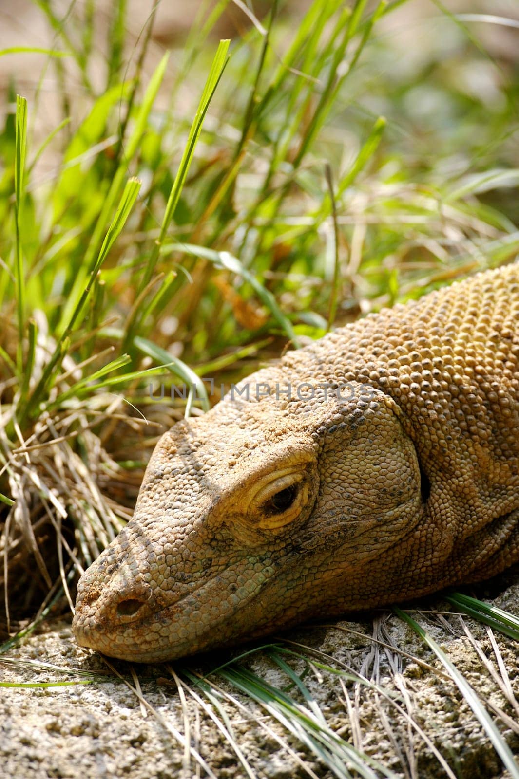 Komodo Dragon