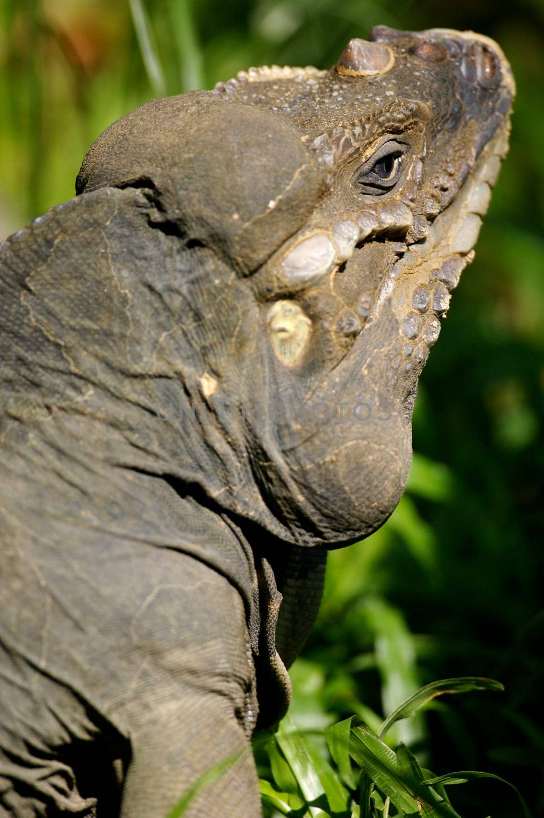 Horned Lizard