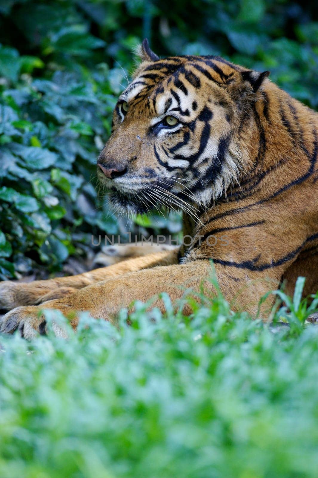 Malaysian Tiger