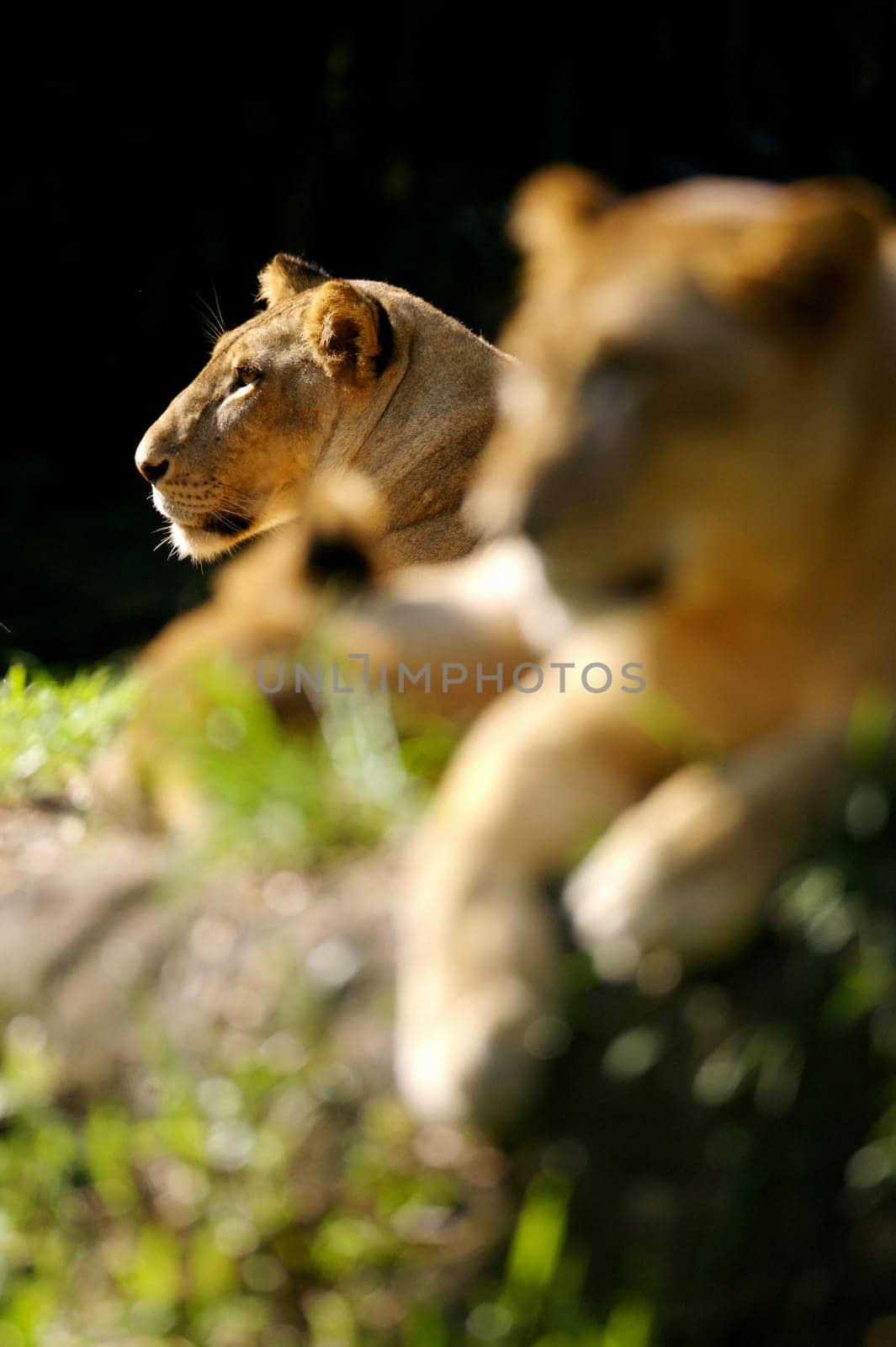 Lion