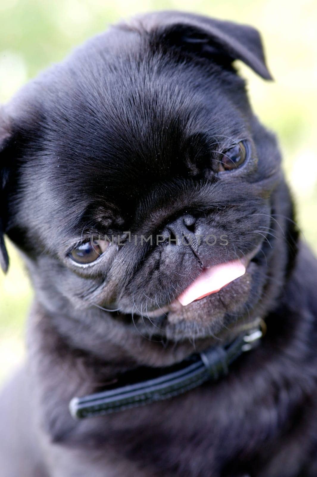 Pug