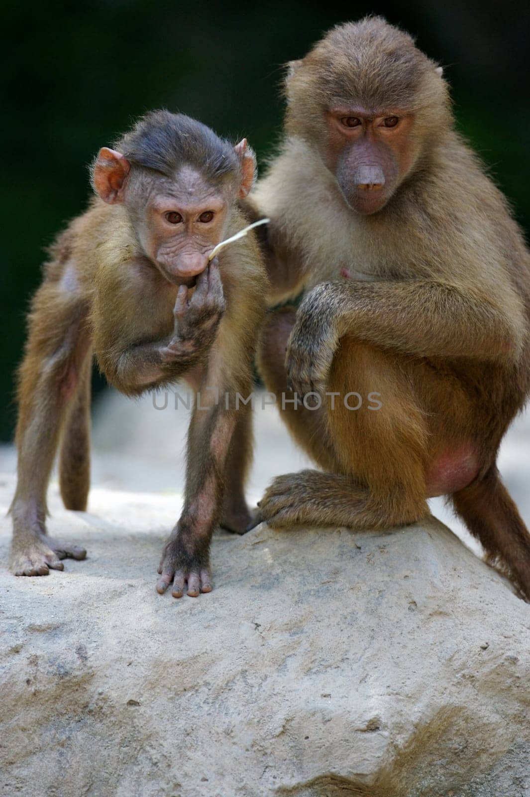 Hamadryas Baboon