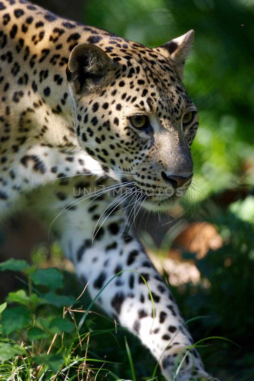 Leopard