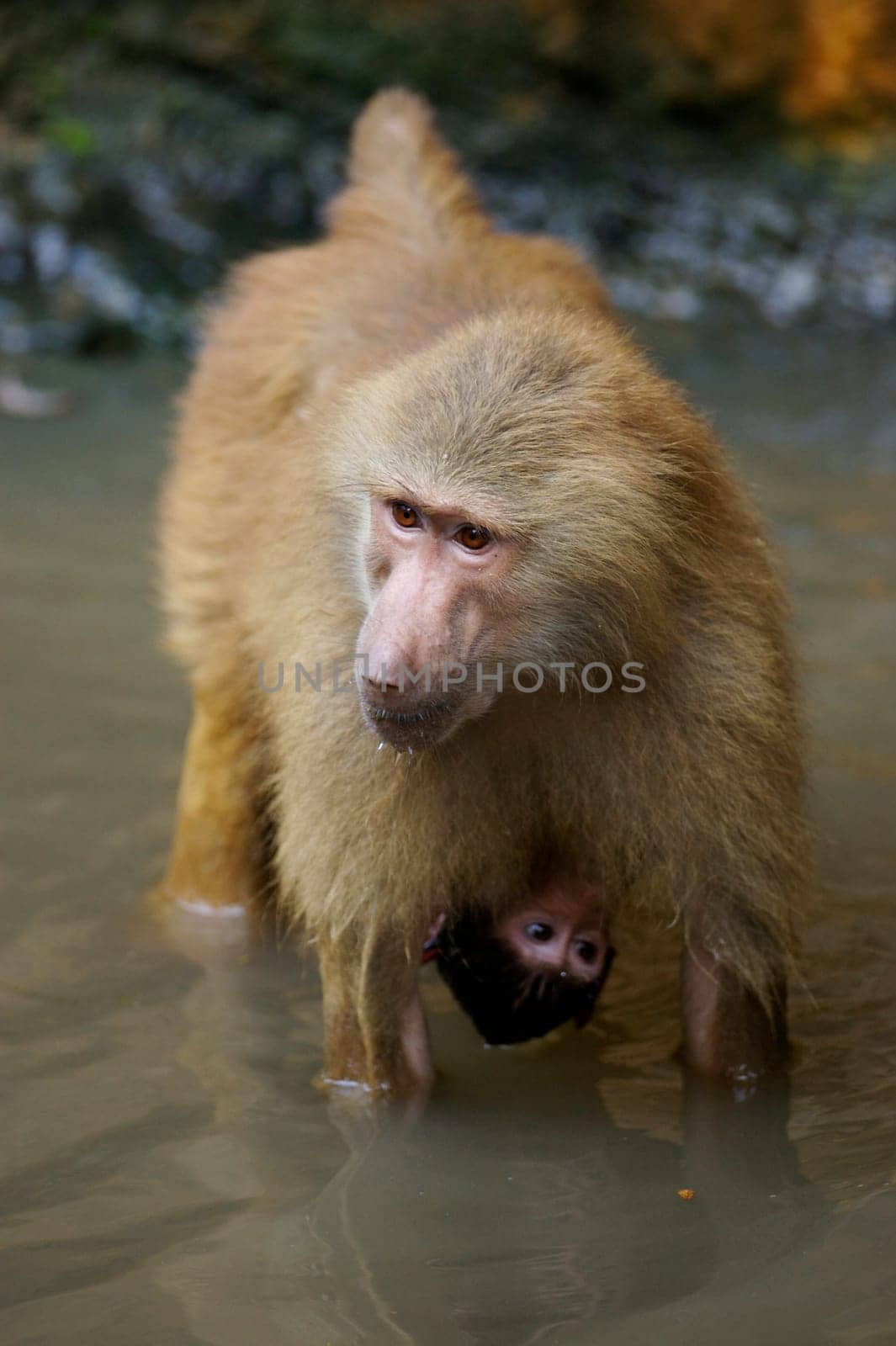 Hamadryas Baboon