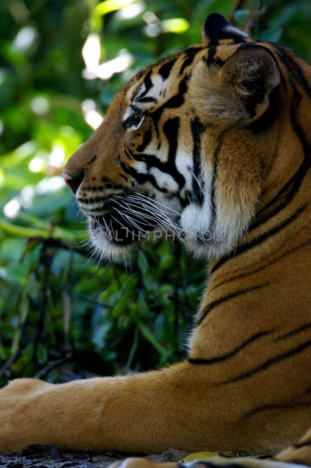 Malaysian Tiger