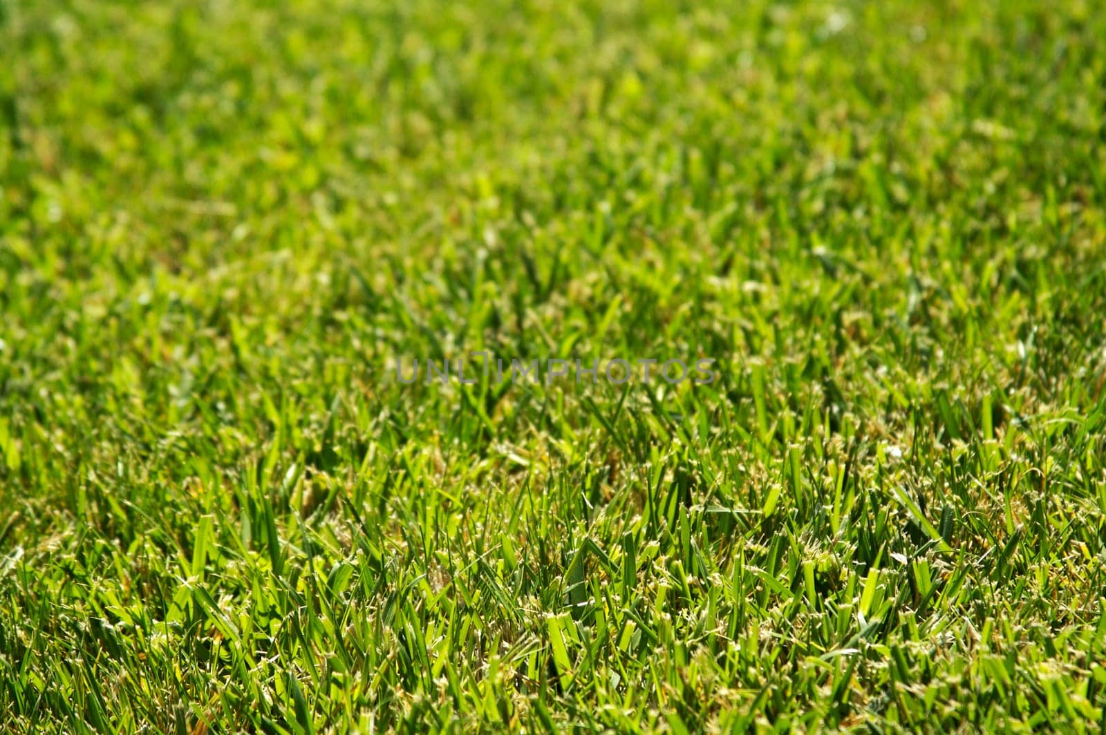 Lush Green Backlit Grass Background Image.
