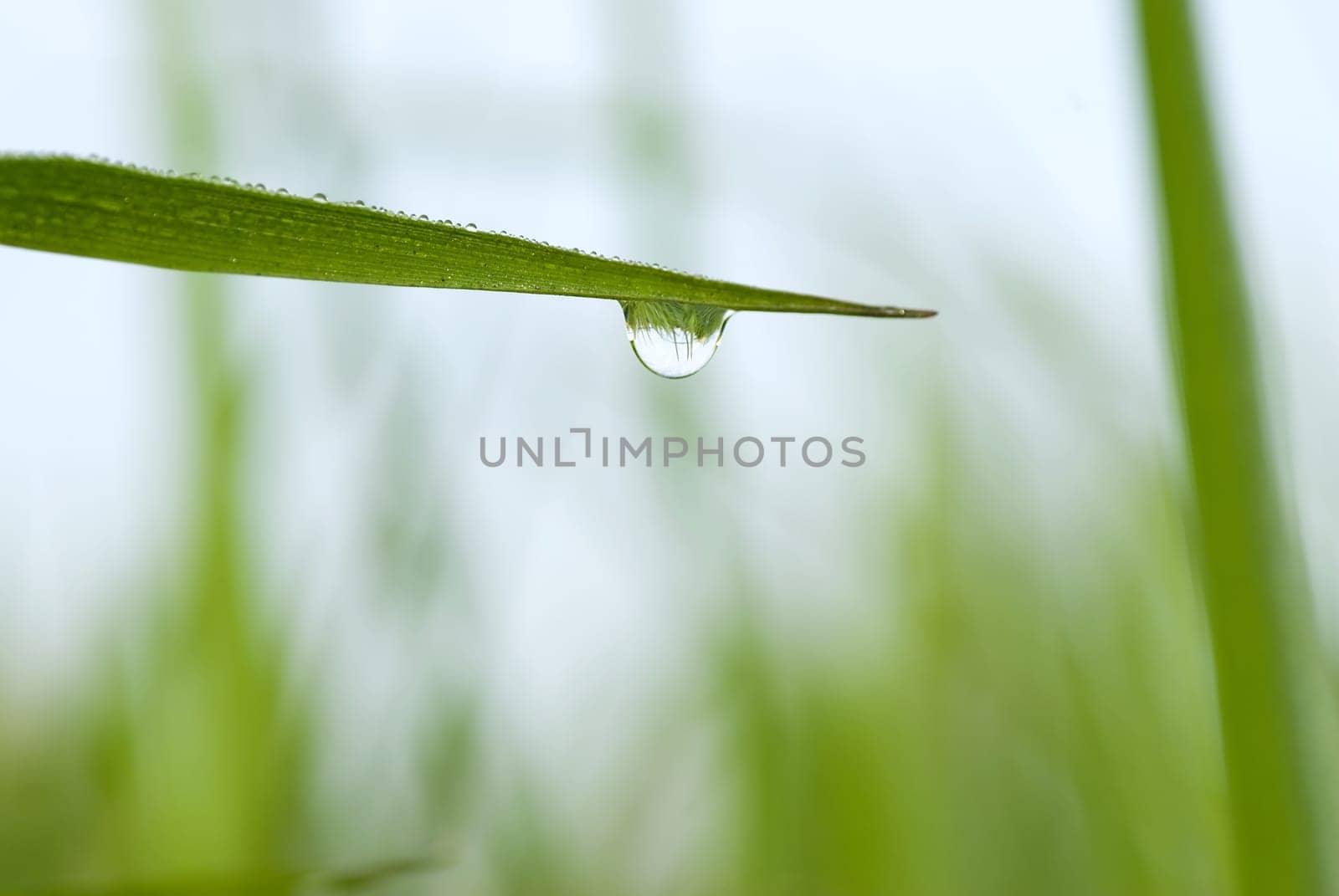 green grass with waterdrop and shallow depth of field, reflection of the surroundings in drop