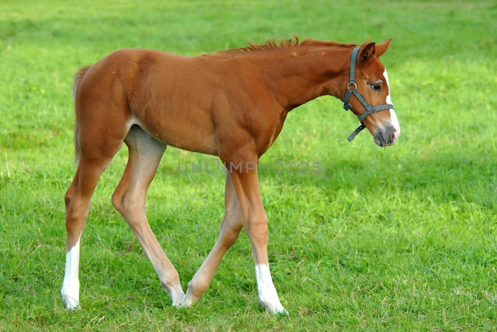 foal walking on grass