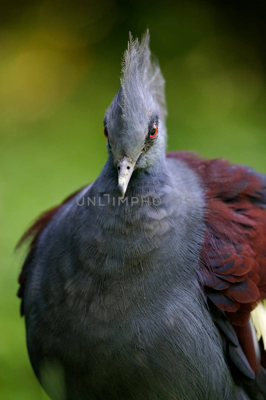Victorian Crowned Pigeon