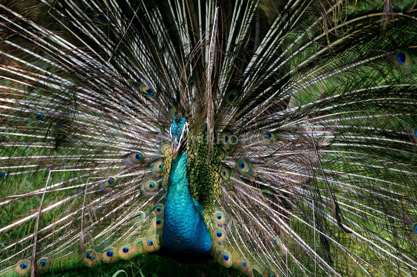 Indian Black Peacock
