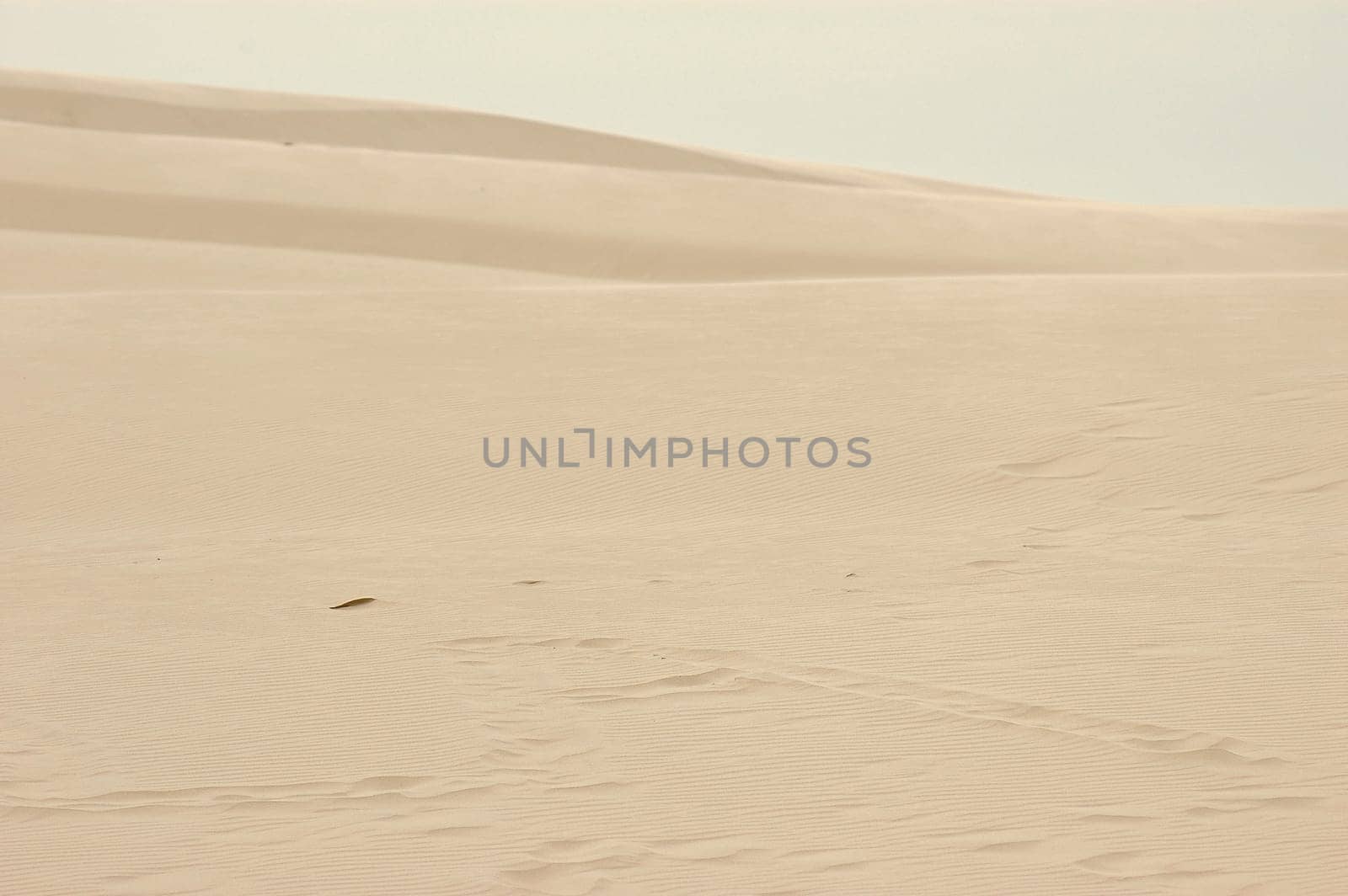 Dune