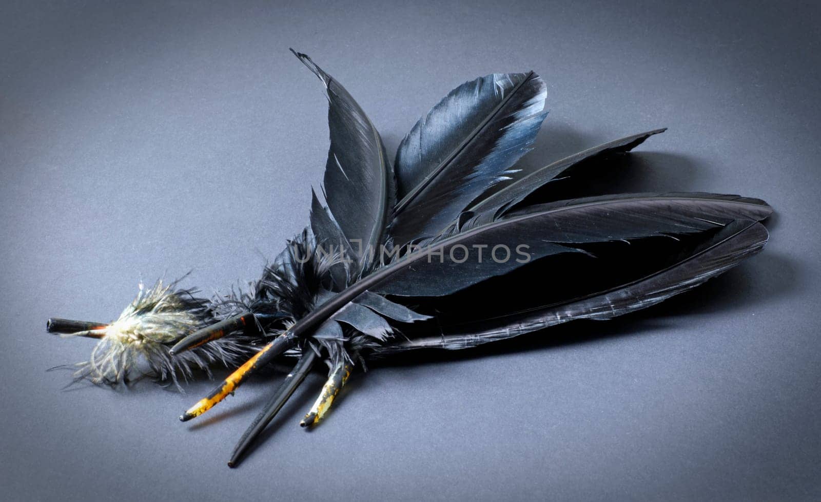 bunch of black feathers on black ground