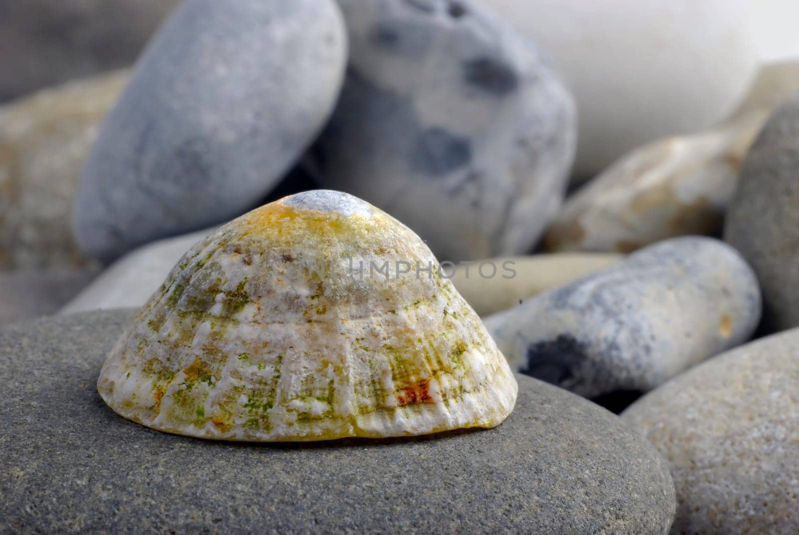 limpet shell on rocks  differential focus