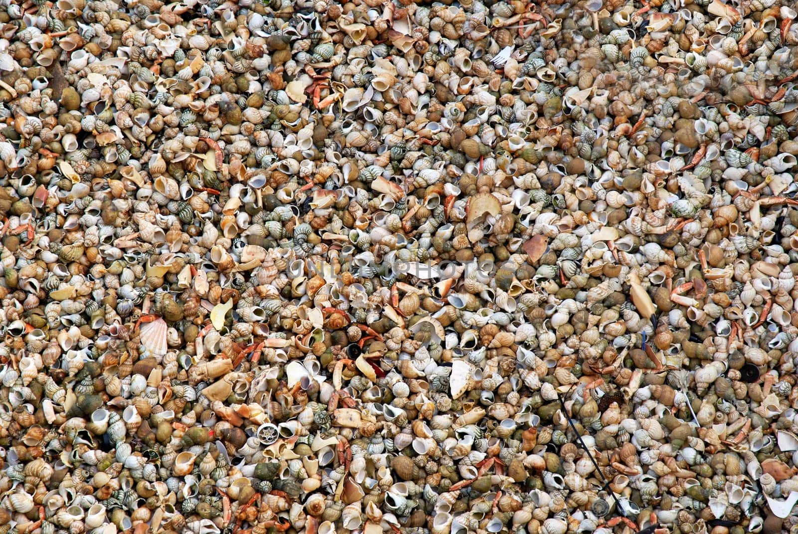 background of discarded sea shells