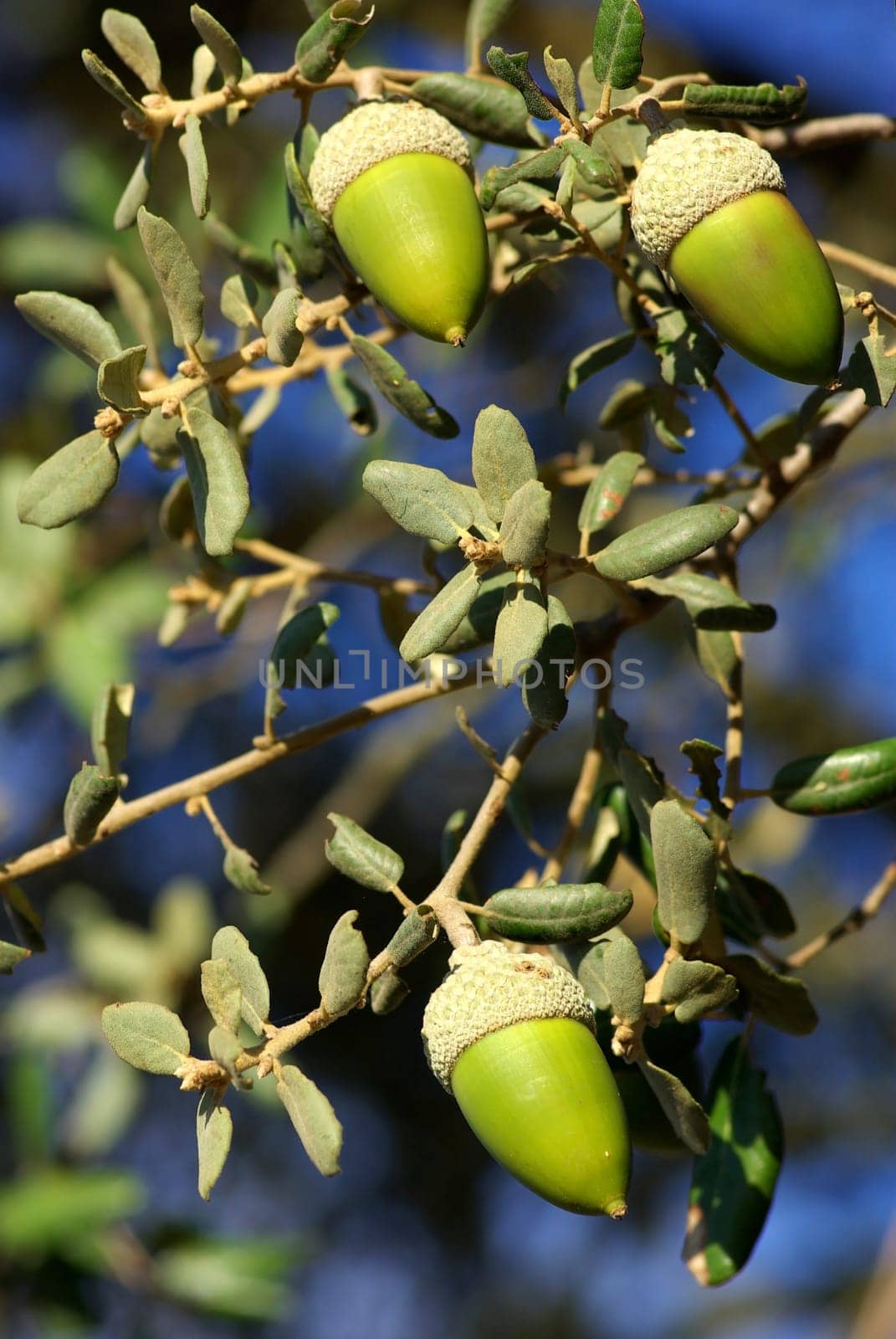 Three hanging acorns of the tree