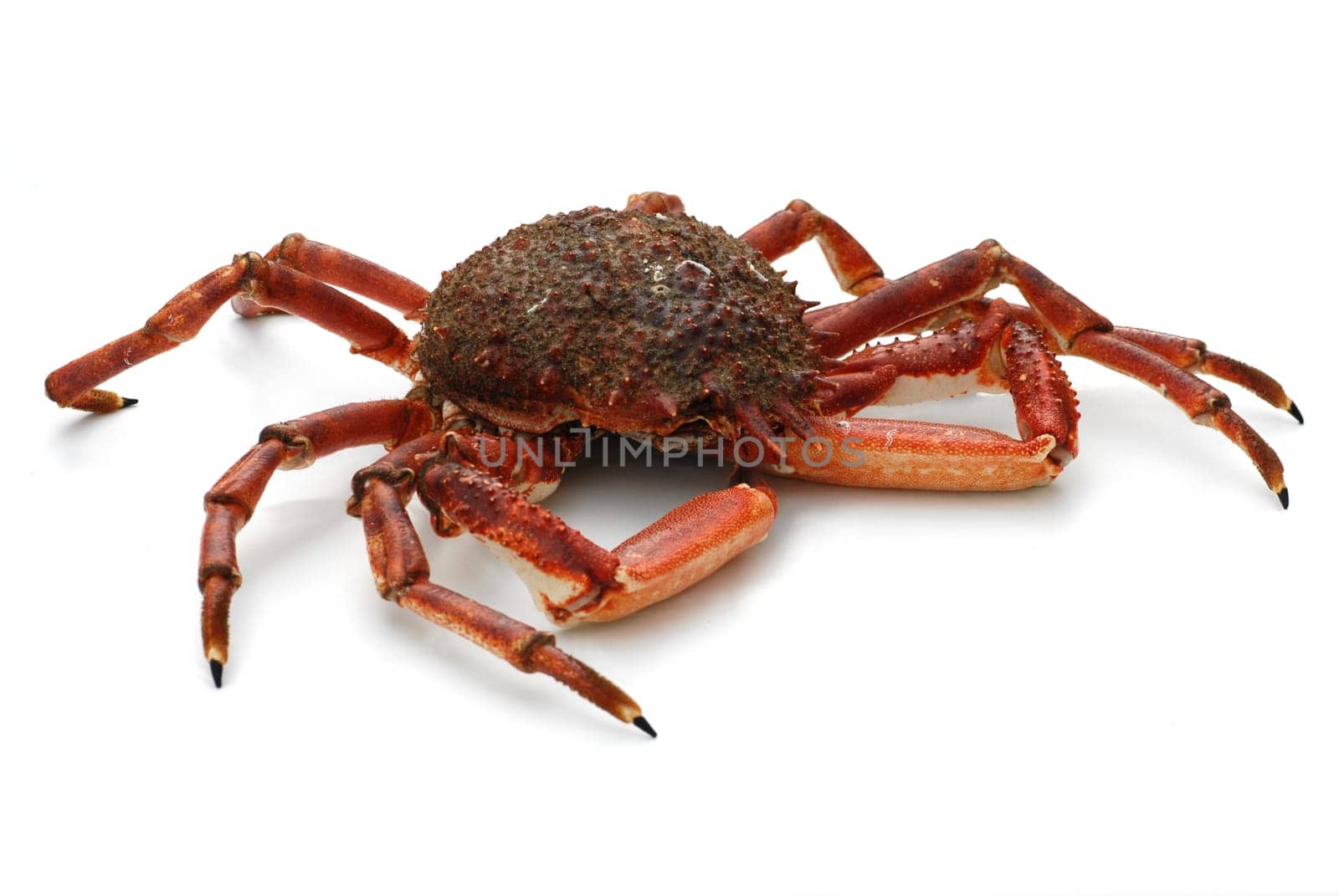 French spider crab from brittany on a white background