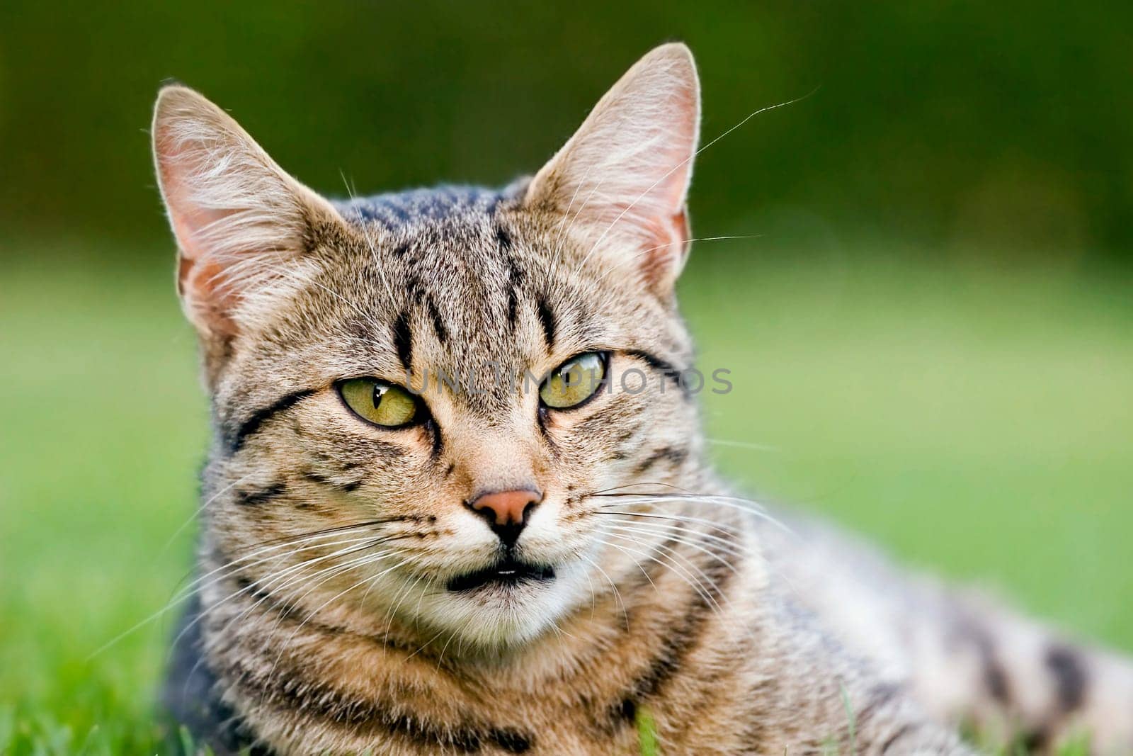 Home cat in the garden