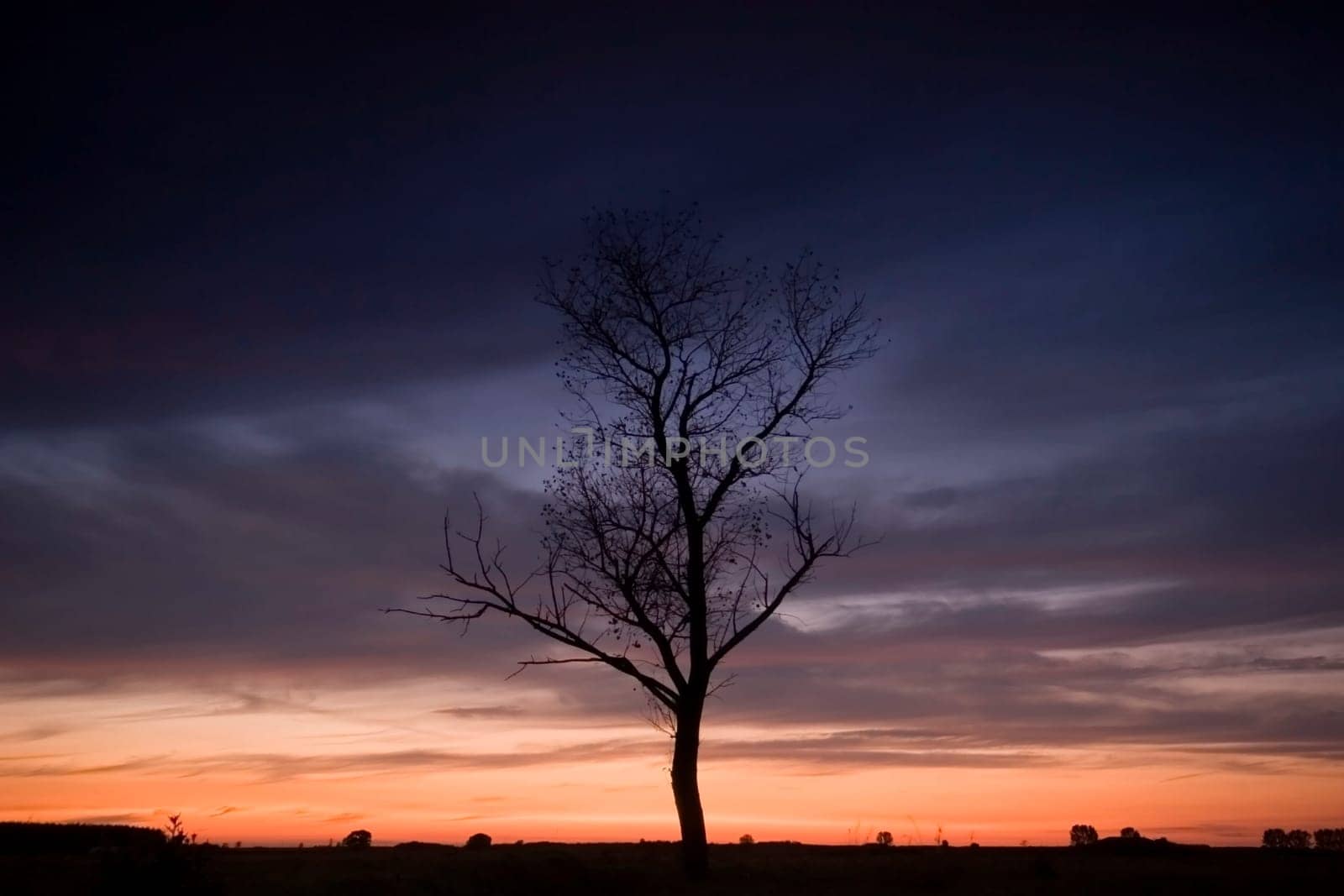sunset with a tree