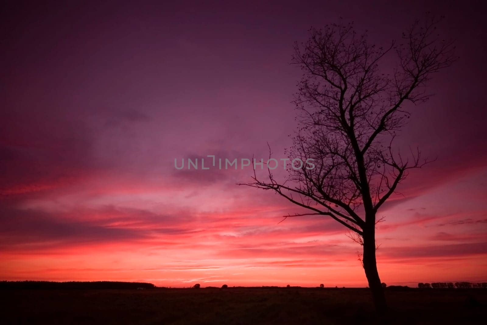 sunset with a tree